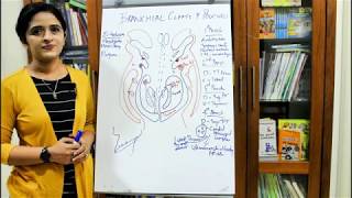 THE PHARYNGEAL OR THE BRANCHIAL APPARATUSPART 2 by Dr Rose Jose MD [upl. by Llennyl]