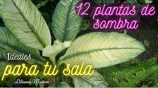 12 PLANTAS DE SOMBRA IDEALES PARA TU SALA Liliana Muñoz [upl. by Krilov]