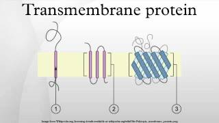 Transmembrane protein [upl. by Atte836]