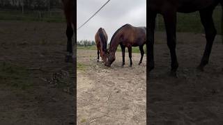 Denk bij snoeien aan jouw paard Wilgentakken zijn heel gezond horse paarden horsemanship paard [upl. by Ailana]