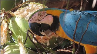 ARARA FURANDO COCO DA BAHIA  ARARA CANINDE EM SINOP MATO GROSSO  CENA RARA DA ARARA CANINDE [upl. by Nnairret986]