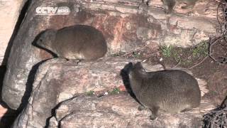 South Africas Wonder Beast Rock Hyrax [upl. by Daitzman]