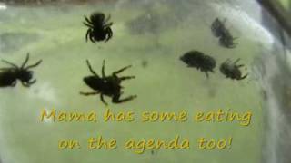 Jumping Spiders Babies Part 3 [upl. by Eimat]