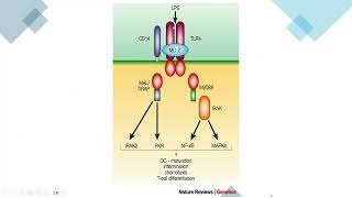 inflamatory response in the periodontium [upl. by Naynek385]