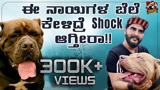 Biggest Dog Show Of Bangalore 2023🐕🐩🐶🐕‍🦺  Kannada Vlogs  Niranjan Deshpande [upl. by Avivah]