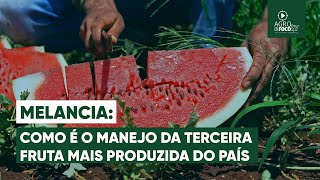 Goiás se torna referência na produção de melancia no Brasil  Programa 67  Agro Em Foco [upl. by Byrom]