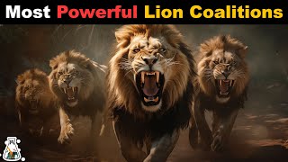 6 Most Powerful Lion Coalitions That Ever Lived [upl. by Hennessey348]