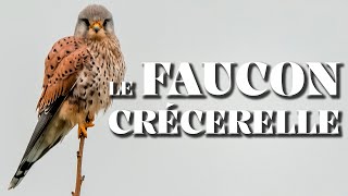 LE FAUCON CRÉCERELLE  La Chronique Du Vivant [upl. by Catrina]