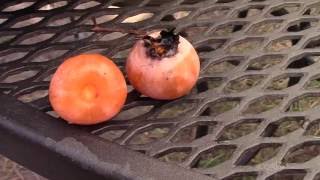 Processing and Eating American Persimmon  Part 1 [upl. by Samuele131]