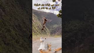 yah saab kia kar raha hai۔۔۔virals foryou videos [upl. by Wadlinger]