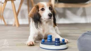 Choosing the Perfect Dog Puzzle Toy Key Features to Consider [upl. by Tnattirb]