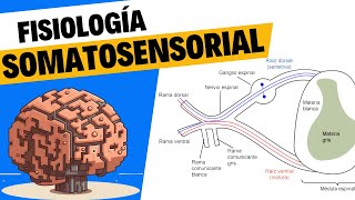 Fisiología del tacto y el sistema somatosensorial [upl. by Nospmas]