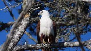 Brahminy Kite Hervey Bay Qld [upl. by Pennie]