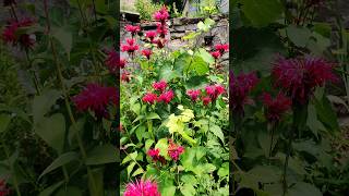 Monarda Cambridge Scarlet [upl. by Bradney436]