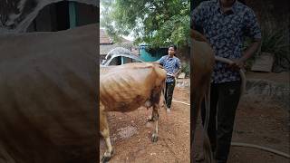 Adikira veyiluku kulikka nalla irukum polanga namma mattuku 🐄🌞shortsabookuttyvlogs [upl. by Eltsryk564]