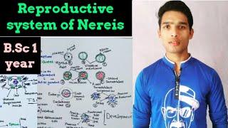 Reproductive system of Nereis [upl. by Kala]