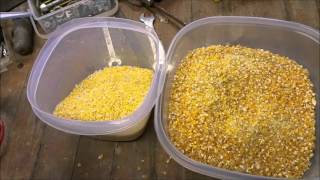 Grinding Corn Meal For Corn Bread [upl. by Drehcir926]