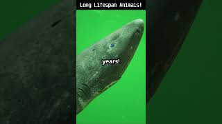 Top 3 Animals with Longest Lifespan [upl. by Yatnoed315]