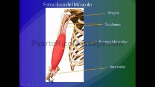 Kinesiologia Introducción a los principios del movimiento [upl. by Yenahc]