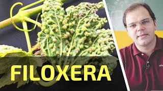 Filoxera  Univinhocom  Parte 25 de 365 [upl. by Soisatsana]