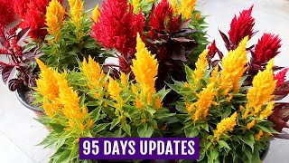 Know How to Grow n Care for Celosia Plants  Complete GUIDE [upl. by Rehpotsrik]