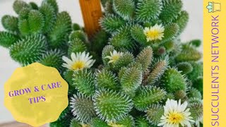 How To Care amp Grow The Delosperma Echinatum [upl. by Sillert898]