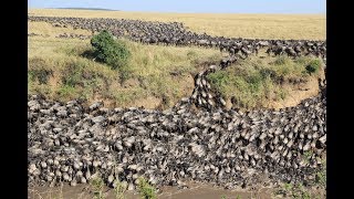 Tens of thousands of wildebeests migrate across the Mara River Kenya 20180802 [upl. by Madai589]