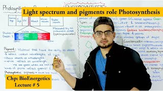 photosynthetic pigments and their role  Chlorophyll and carotenoids [upl. by Lerad]