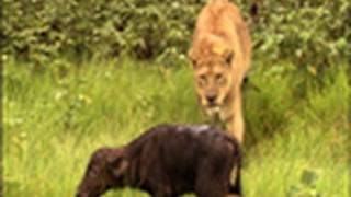 Surprise Kill The Last Lions Deleted Scenes  National Geographic [upl. by Xanthe]