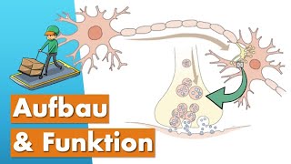 Nervenzellen Neurotransmitter amp Nervensystem einfach erklärt Biopsychologie [upl. by Sophie]
