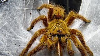 タランチュラの怒らせ方 Very angry（Pterinochilus murinus） [upl. by Haret]