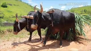 Moda de Viola Músicas Caipiras e Sertanejo Raiz  Imagens da Roça Volume 7 [upl. by Tahp]