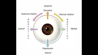 Extra Ocular muscle in short [upl. by Aivun326]