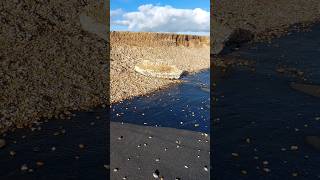 Storm Ciarán damage  coastal erosion between Winchelsea Beach and Pett Level [upl. by Ignace371]