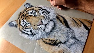 Drawing a Sumatran Tiger Kirana  Timelapse  Artology [upl. by Lucias]