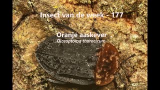 Insect van de Week 177 Oranje aaskever [upl. by Aicargatla]