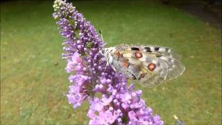 Le butinage  en main   de lApollon Parnassius apollo par André Lequet wwwinsectesnetfr [upl. by Mcleroy105]