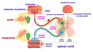 The Peripheral Nervous System Nerves and Sensory Organs [upl. by Enar]