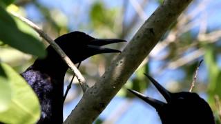 Boattailed Grackle Call [upl. by Yenaled791]