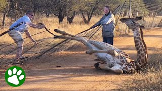 Saving A Giraffe Stuck In Fence [upl. by Llatsyrc]