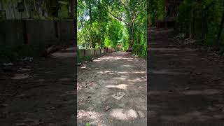 Village temple kidangoor kottayam kummannoorkeralagodsowncountry viral video [upl. by Maribelle789]