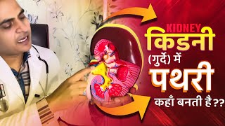 FullVideo👉HUMAN KIDNEY amp KIDNEY STONE  किडनीगुर्दे अंदर से कैसी होती है और इसमें पथरी कहाँ बनती है [upl. by Oirevlis]