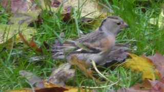 Female Brambling [upl. by Merrell125]