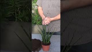 Conseils jardinage Sansevieria bacularis Fernwood mikado Entretien et arrosage plante verte [upl. by Hoskinson842]