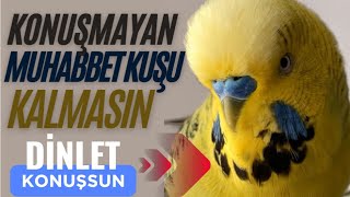 Konuşmayan Muhabbet Kuşu Kalmasın Babacık Aşkım Cicikuş Konuşan Muhabbet Kuşu Fıstık dinlet konuşsun [upl. by Odlonyer]