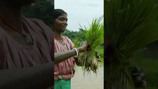 INCIPIO দিয়ে লিখুন নতুন ইতিহাস  farming incipio paddy syngenta agriculturediary agriculture [upl. by Aimas]