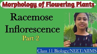 Racemose Inflorescence Part2  Ch5 Morphology of Flowering Plants  Class 11  NEET  AIIMS [upl. by Cope930]