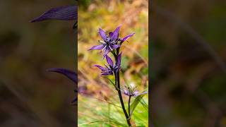 चिरायता और कालमेघ में फ़र्क  Most useful herbs Swertia chirata amp Andrographis paniculata 🌿 [upl. by Anelyak]