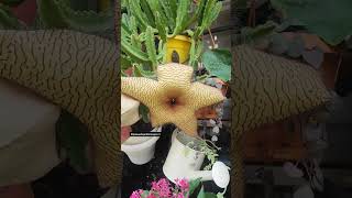 cómo cuidar la stapelia gigantea [upl. by Ferrand]