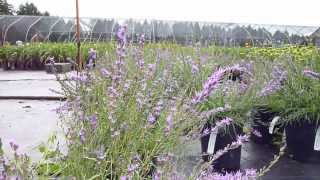 Liatris microcephala Buzzing [upl. by Anived]